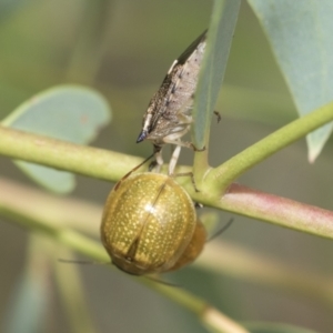 Paropsisterna cloelia at Latham, ACT - 9 Feb 2021 09:56 AM