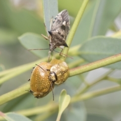 Paropsisterna cloelia at Latham, ACT - 9 Feb 2021 09:56 AM