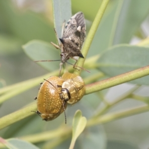 Paropsisterna cloelia at Latham, ACT - 9 Feb 2021