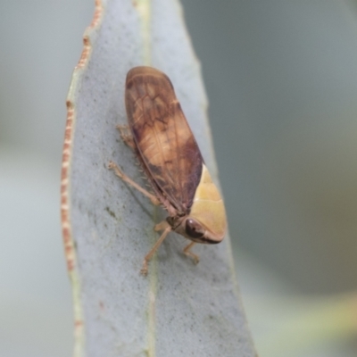Brunotartessus fulvus (Yellow-headed Leafhopper) at Latham, ACT - 8 Feb 2021 by AlisonMilton