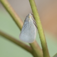 Anzora unicolor (Grey Planthopper) at Latham, ACT - 8 Feb 2021 by AlisonMilton