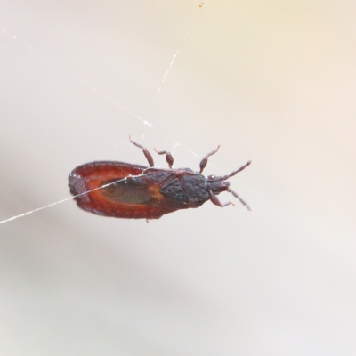 Aradidae sp. (family) (Flat bug) at Dryandra St Woodland - 13 Feb 2021 by ConBoekel