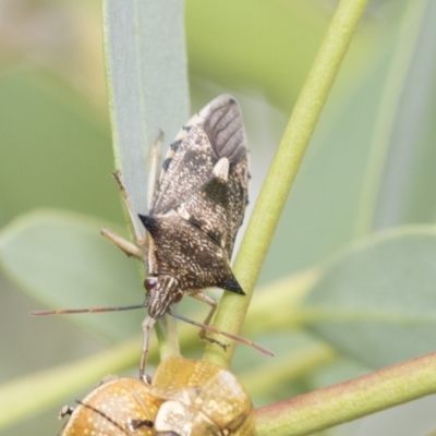 Oechalia schellenbergii (Spined Predatory Shield Bug) at Latham, ACT - 8 Feb 2021 by AlisonMilton
