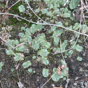 Riccia sp. (genus) at Acton, ACT - 13 Feb 2021