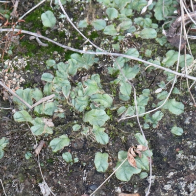 Riccia sp. (genus) (Liverwort) at Dryandra St Woodland - 13 Feb 2021 by ConBoekel