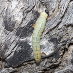 Pergidae sp. (family) (Unidentified Sawfly) at Latham, ACT - 8 Feb 2021 by AlisonMilton