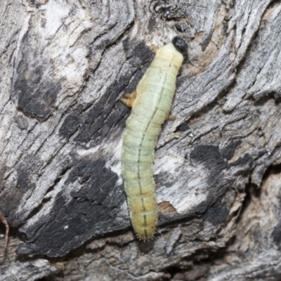 Perginae sp. (subfamily) (Unidentified pergine sawfly) at Latham, ACT - 9 Feb 2021 by AlisonMilton