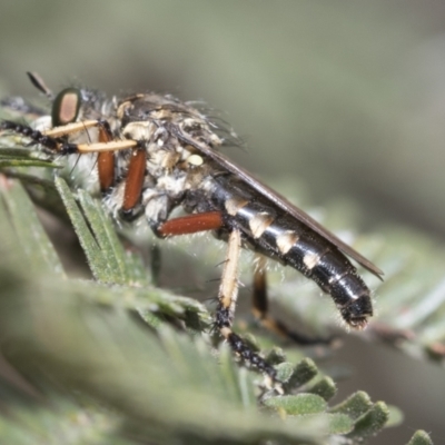 Thereutria amaraca (Spine-legged Robber Fly) at Macgregor, ACT - 9 Feb 2021 by AlisonMilton