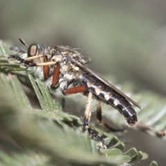 Thereutria amaraca at Macgregor, ACT - 9 Feb 2021 10:42 AM