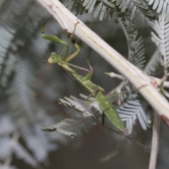 Pseudomantis albofimbriata (False garden mantis) at Latham, ACT - 8 Feb 2021 by AlisonMilton
