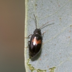 Monolepta minima (Leaf beetle) at Latham, ACT - 9 Feb 2021 by AlisonMilton