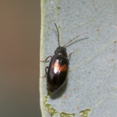Monolepta minima (Leaf beetle) at Latham, ACT - 9 Feb 2021 by AlisonMilton