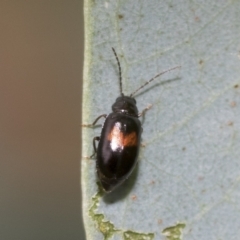 Monolepta minima (Leaf beetle) at Latham, ACT - 8 Feb 2021 by AlisonMilton