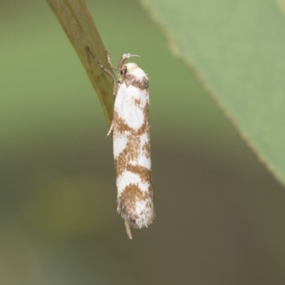 Palimmeces habrophanes (A Concealer moth) at Latham, ACT - 8 Feb 2021 by AlisonMilton