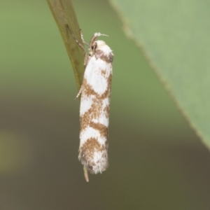 Palimmeces habrophanes at Latham, ACT - 9 Feb 2021