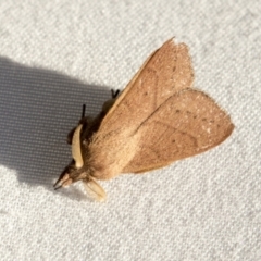 Pararguda nasuta (Wattle Snout Moth) at Latham, ACT - 9 Feb 2021 by AlisonMilton