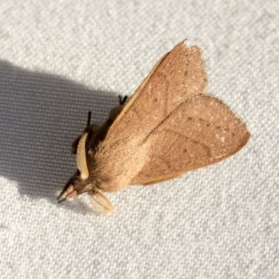 Pararguda nasuta (Wattle Snout Moth) at Latham, ACT - 9 Feb 2021 by AlisonMilton