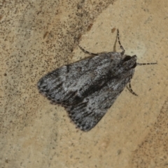 Spectrotrota fimbrialis (A Pyralid moth) at Latham, ACT - 9 Feb 2021 by AlisonMilton