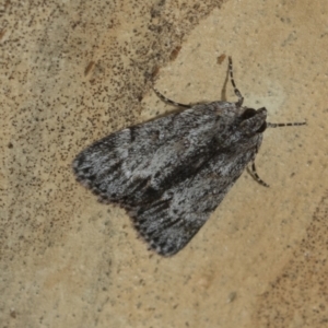 Spectrotrota fimbrialis at Latham, ACT - 9 Feb 2021