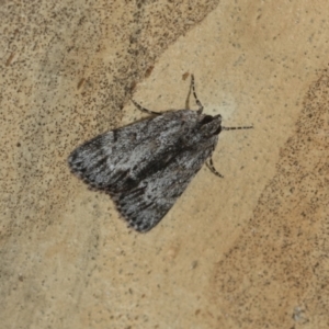 Spectrotrota fimbrialis at Latham, ACT - 9 Feb 2021