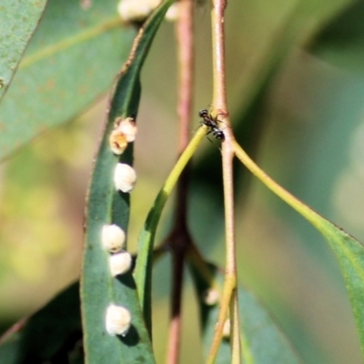 Unidentified Ant (Hymenoptera, Formicidae) at Carl Fietz Park - 13 Feb 2021 by Kyliegw