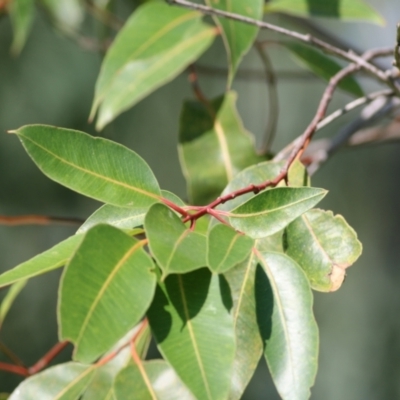 Unidentified Gum Tree at - 13 Feb 2021 by Kyliegw