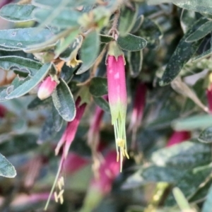 Correa reflexa var. reflexa at Wodonga - 14 Feb 2021