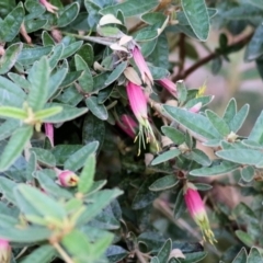 Correa reflexa var. reflexa at Wodonga - 14 Feb 2021