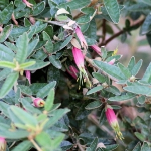 Correa reflexa var. reflexa at Wodonga - 14 Feb 2021