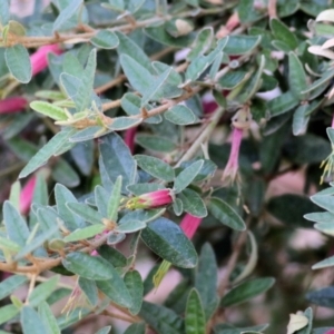 Correa reflexa var. reflexa at Wodonga - 14 Feb 2021