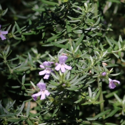 Westringia eremicola (Slender Western Rosemary) at Willow Park - 14 Feb 2021 by KylieWaldon