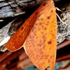 Plesanemma fucata (Lemon Gum Moth) at Crooked Corner, NSW - 13 May 2015 by Milly