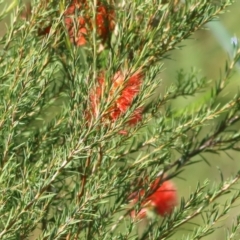 Callistemon sp. (A Bottlebrush) at Wodonga - 13 Feb 2021 by KylieWaldon