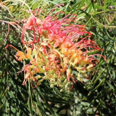 Grevillea sp. (Grevillea) at Wodonga, VIC - 13 Feb 2021 by Kyliegw