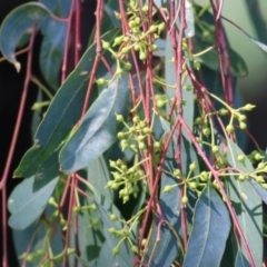 Eucalyptus camaldulensis subsp. camaldulensis (River Red Gum) at Willow Park - 14 Feb 2021 by KylieWaldon