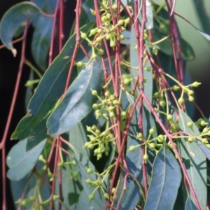 Eucalyptus camaldulensis subsp. camaldulensis at Wodonga, VIC - 14 Feb 2021 10:27 AM