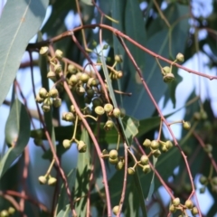 Eucalyptus camaldulensis subsp. camaldulensis at Wodonga, VIC - 14 Feb 2021
