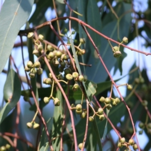 Eucalyptus camaldulensis subsp. camaldulensis at Wodonga, VIC - 14 Feb 2021 10:27 AM