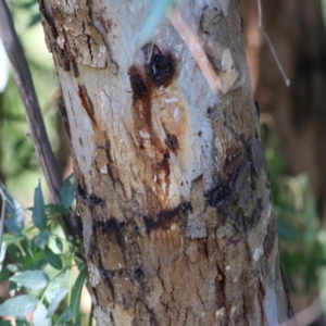 Eucalyptus camaldulensis subsp. camaldulensis at Wodonga, VIC - 14 Feb 2021