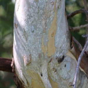 Eucalyptus camaldulensis subsp. camaldulensis at Wodonga, VIC - 14 Feb 2021 10:27 AM