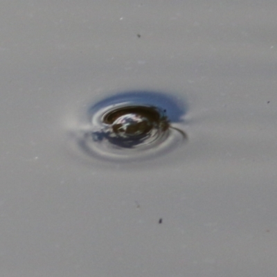 Unverified Insect at Wodonga - 13 Feb 2021 by KylieWaldon