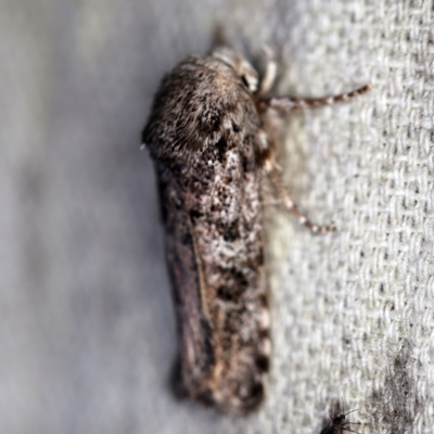 Cryptophasa irrorata (A Gelechioid moth (Xyloryctidae)) at O'Connor, ACT - 10 Feb 2021 by ibaird