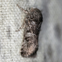 Cryptophasa irrorata at O'Connor, ACT - 10 Feb 2021