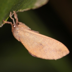 Elhamma australasiae (A Swift or Ghost moth (Hepialidae)) at O'Connor, ACT - 10 Feb 2021 by ibaird