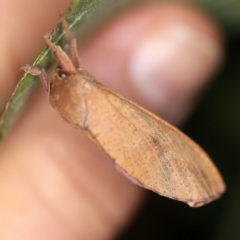 Elhamma australasiae at O'Connor, ACT - 10 Feb 2021 10:18 PM