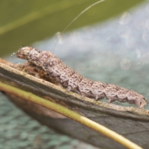 Lepidoptera unclassified IMMATURE at Fyshwick, ACT - 10 Feb 2021