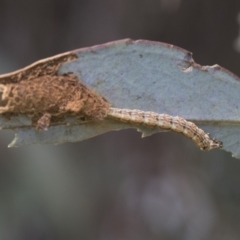 Lepidoptera unclassified IMMATURE at Fyshwick, ACT - 10 Feb 2021 11:02 AM