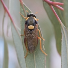 Perga sp. (genus) (Sawfly or Spitfire) at Fyshwick, ACT - 9 Feb 2021 by AlisonMilton