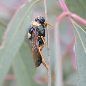 Perga sp. (genus) at Fyshwick, ACT - 10 Feb 2021