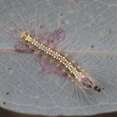 Uraba lugens (Gumleaf Skeletonizer) at Fyshwick, ACT - 10 Feb 2021 by AlisonMilton